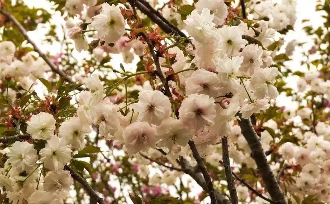 滚蛋吧，春困君！广东这些花花世界让你秒变龙马精神！