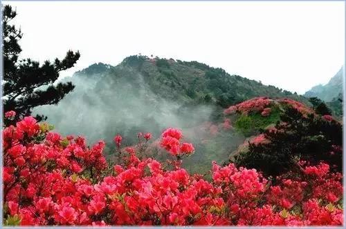 滚蛋吧，春困君！广东这些花花世界让你秒变龙马精神！