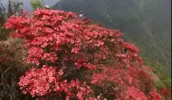 滚蛋吧，春困君！广东这些花花世界让你秒变龙马精神！