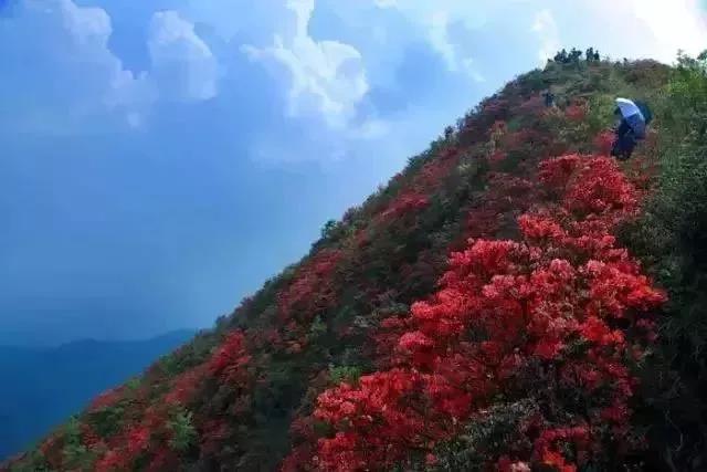 滚蛋吧，春困君！广东这些花花世界让你秒变龙马精神！