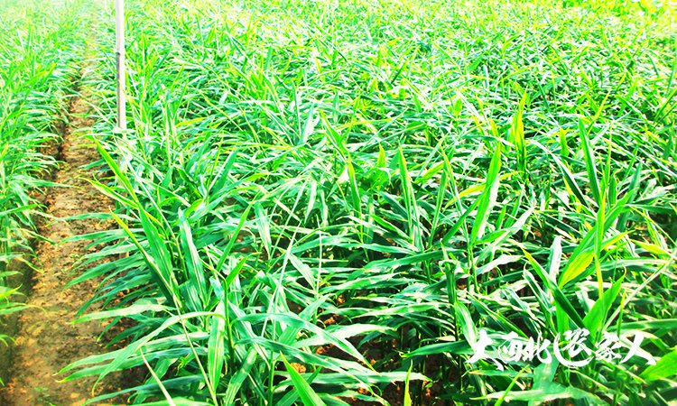 生姜种植用黄豆施肥效果好吗,生姜种植技术和施肥方法视频