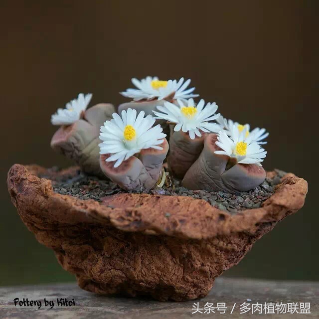 多肉微景观造型图片,国外多肉花园设计