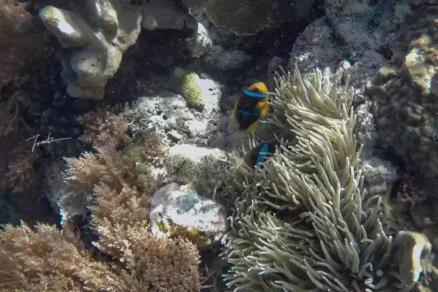 帕劳去玩的人多吗,帕劳到巴厘岛