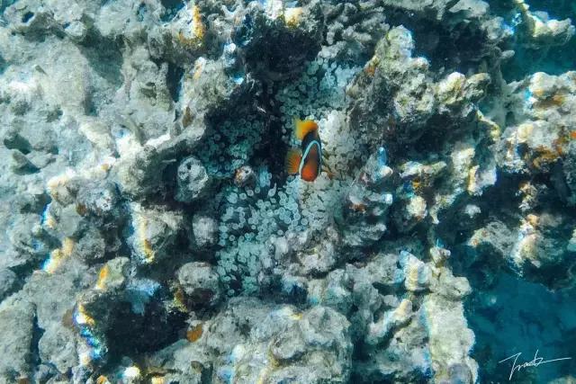 帕劳去玩的人多吗,帕劳到巴厘岛