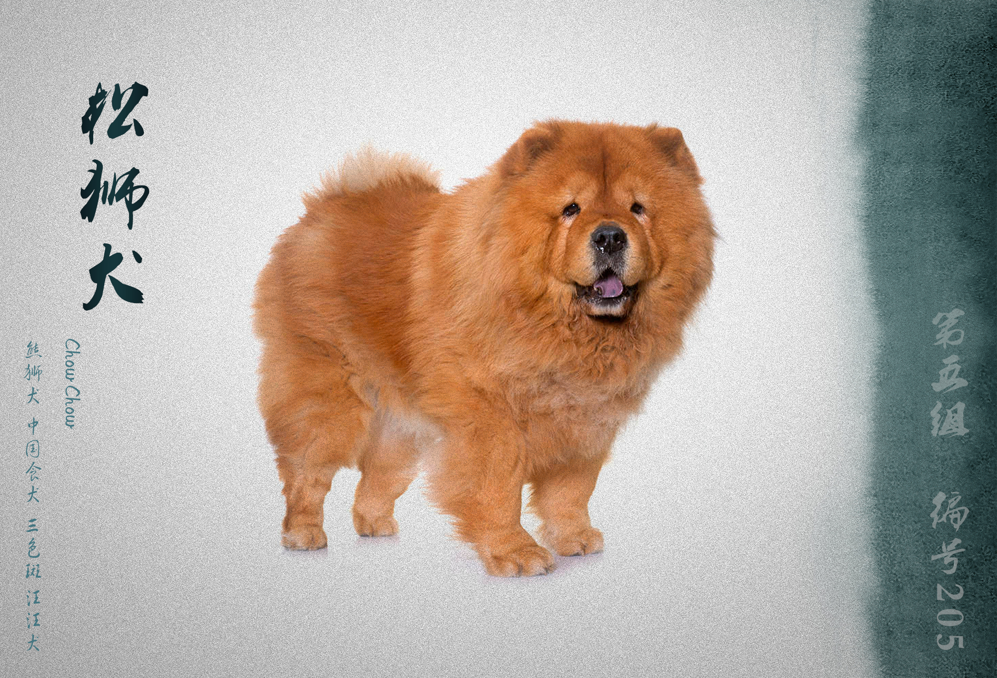 世界犬业联盟承认的犬种,fci犬类排名