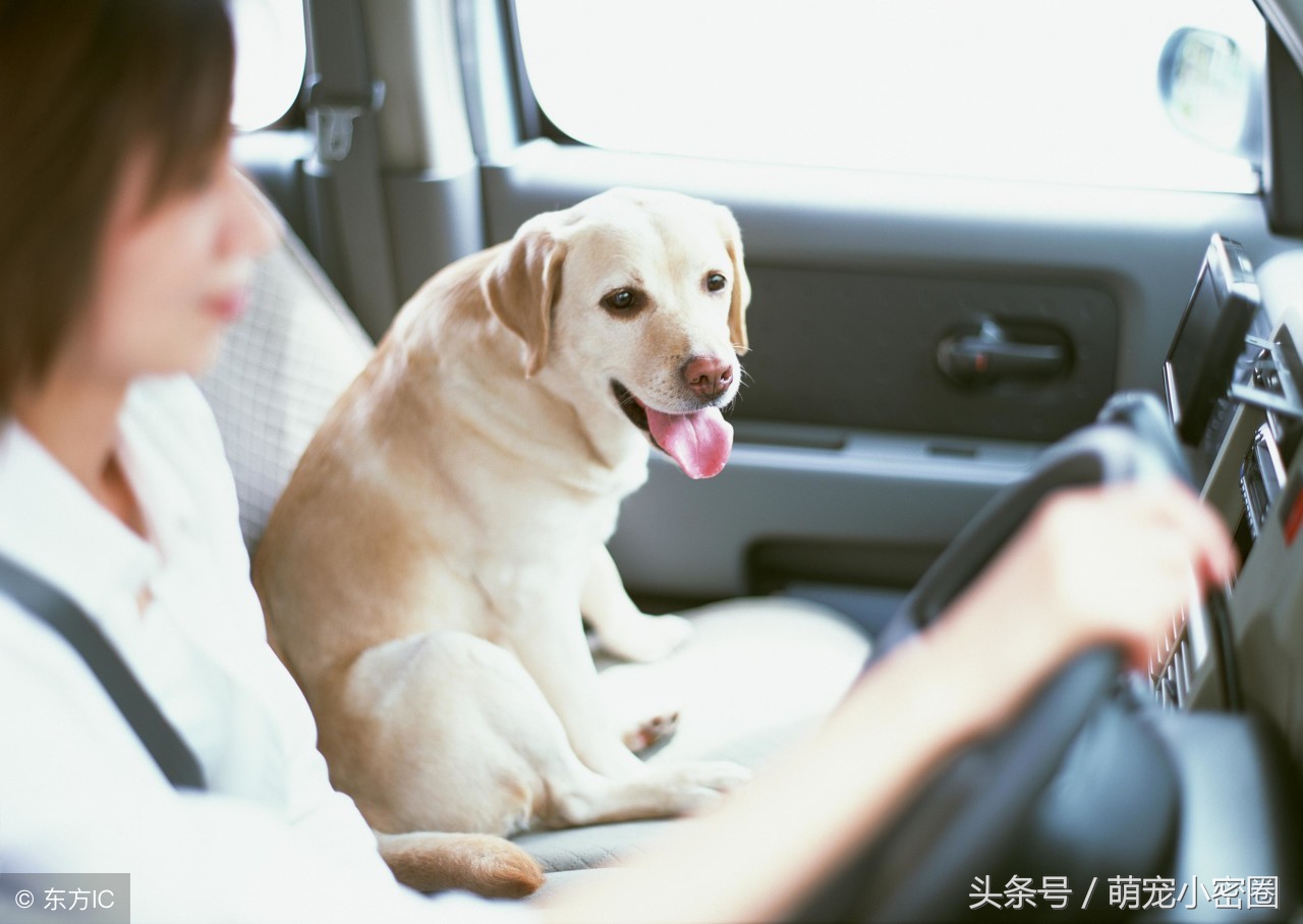 带狗狗去旅行要带什么食物,带狗狗旅行需要准备什么