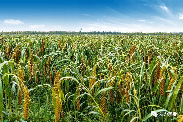 45万人的名片，太漂亮了！！《奈曼人的名片》最新版，45万次！！！精工打造！！！