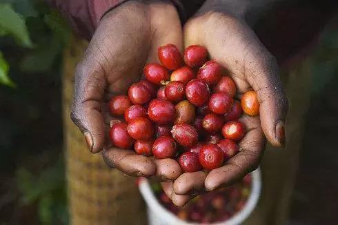 王俊凯的乳味饮品,王俊凯同款红茶加纯牛奶