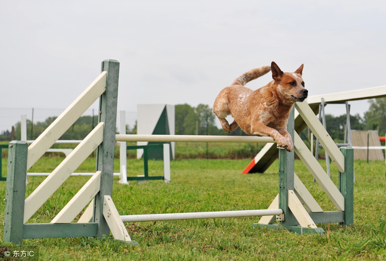 怎么让宠物听话,该怎么让宠物狗变成网红狗
