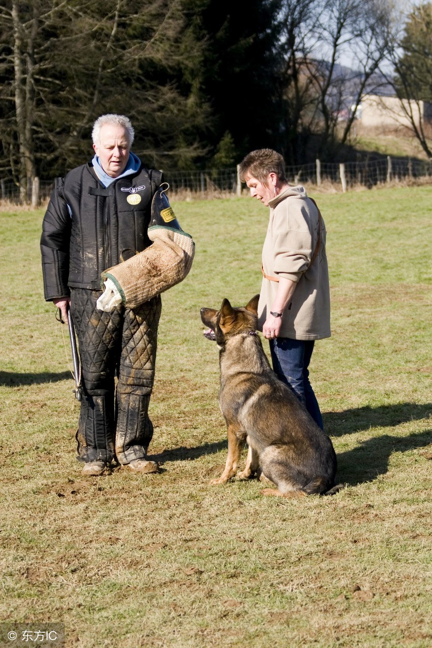 怎么让宠物听话,该怎么让宠物狗变成网红狗