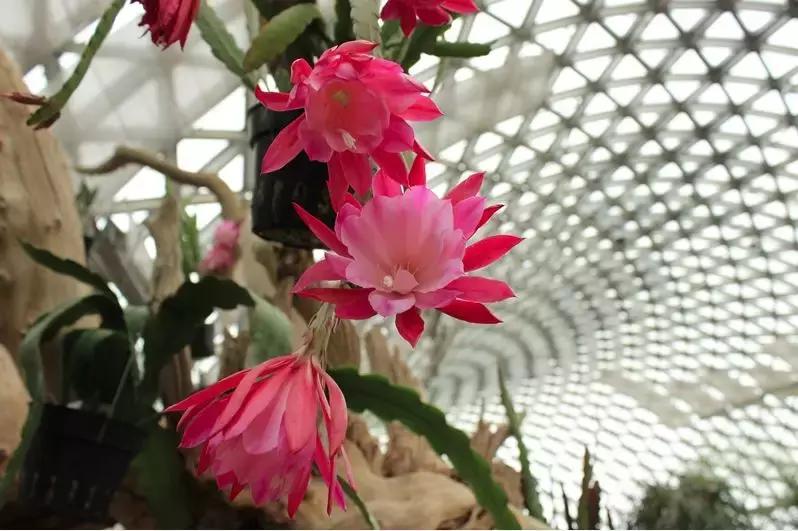 高大的令箭荷花开花是什么样子,远看像荷花