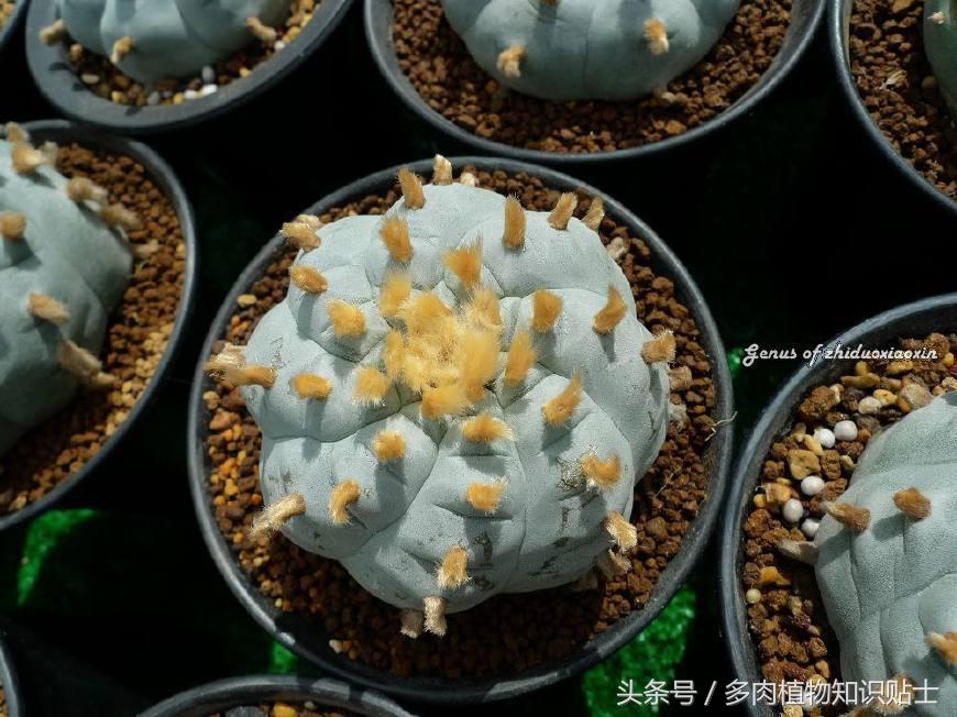 仙人球讲解视频,乌羽玉仙人球几度开始不要浇水