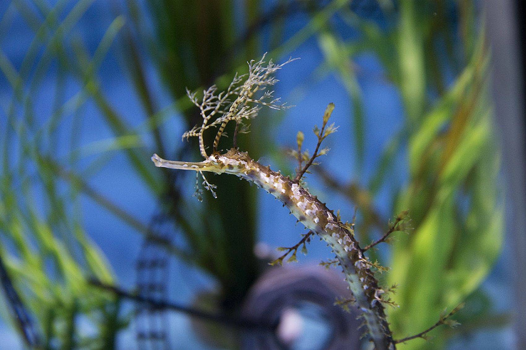 水蛇有灵性吗,水蛇的秘密大揭秘