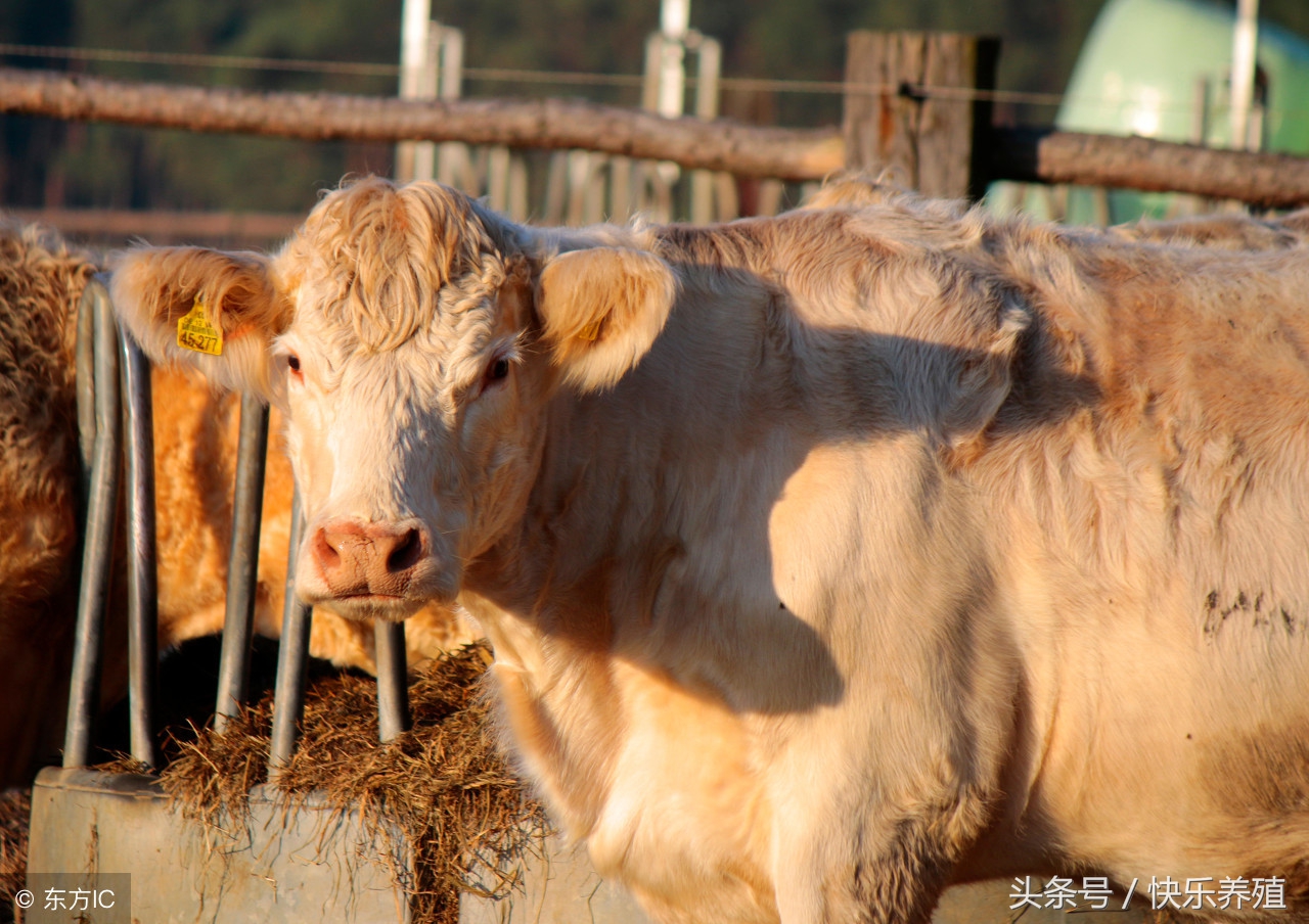 今年养牛羊赚不赚钱,养牛不挣钱