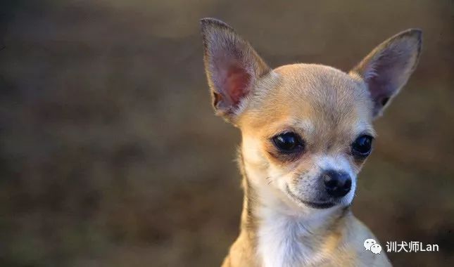 吉娃娃花色犬长大的样子,黑白花短毛吉娃娃犬图片