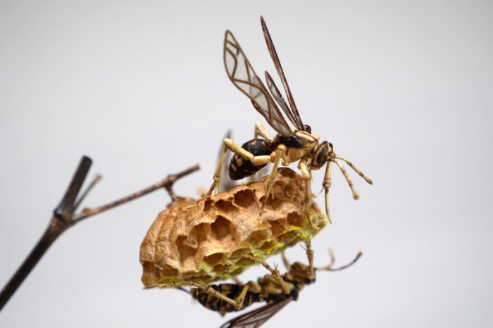 竹子手工制作昆虫模型,轻粘土自制永生花模型