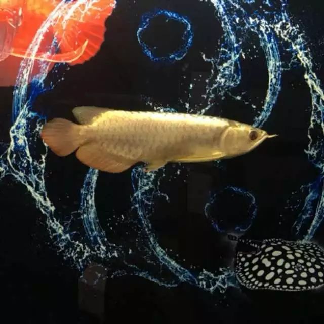 龙鱼鉴赏视频,龙鱼鉴赏