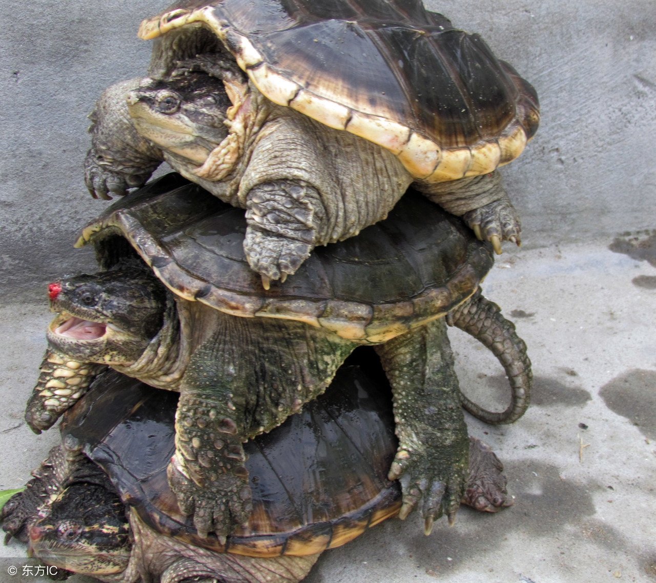 鳄龟可以消化小龙虾吗,鳄龟是如何吃大龙虾的