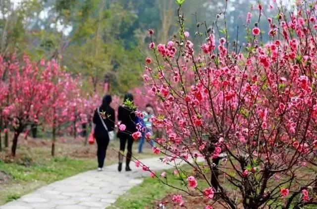 滚蛋吧，春困君！广东这些花花世界让你秒变龙马精神！