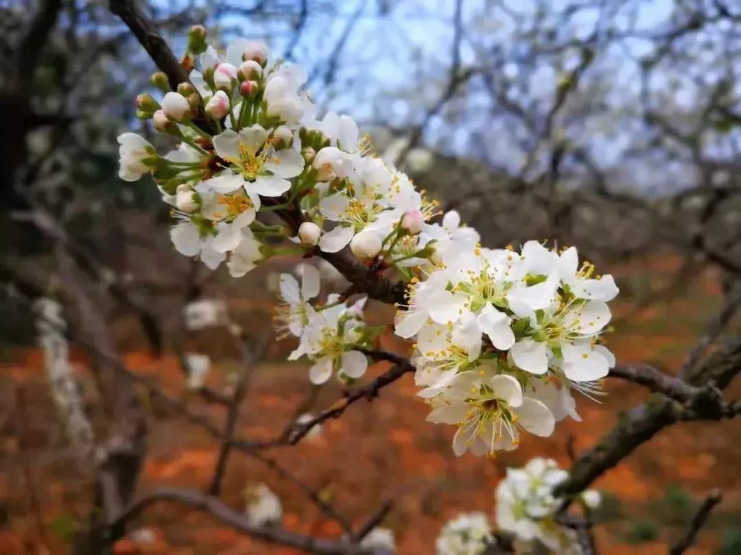 滚蛋吧，春困君！广东这些花花世界让你秒变龙马精神！