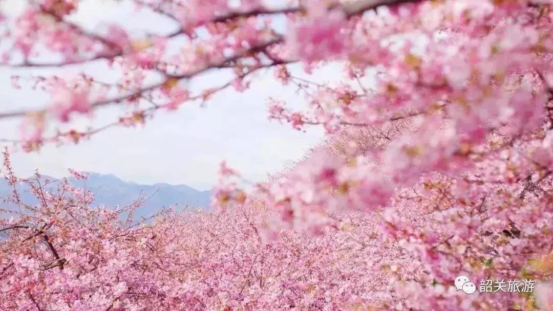 滚蛋吧，春困君！广东这些花花世界让你秒变龙马精神！