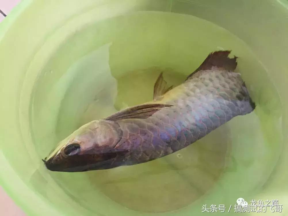 龙鱼掉眼手术后注意事项,金龙鱼掉眼手术价格