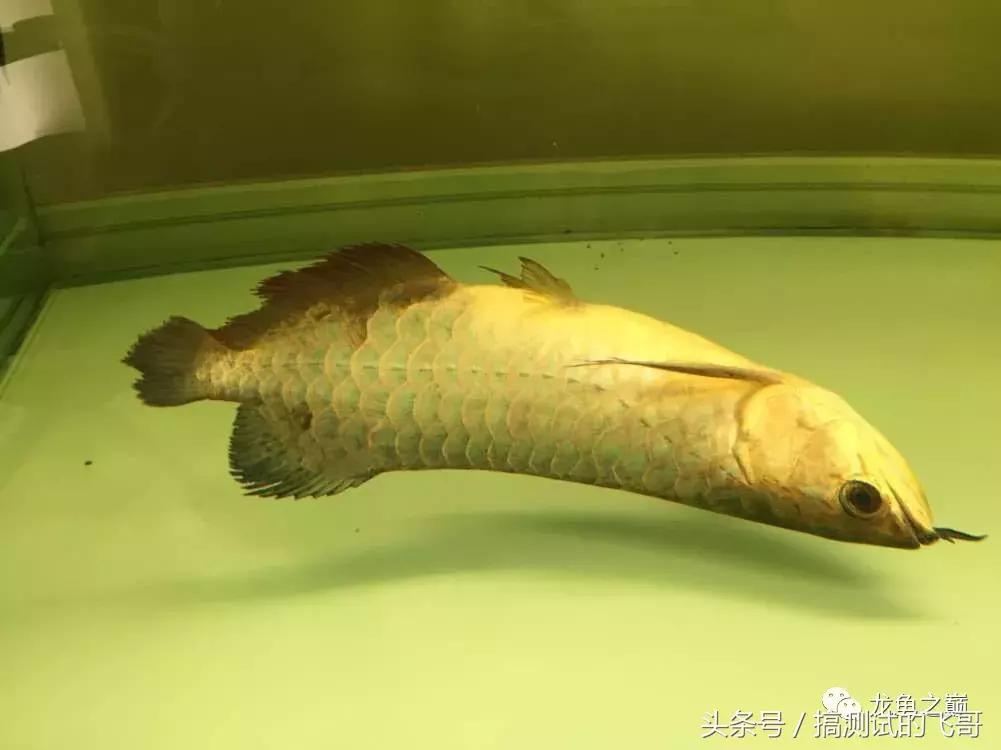 龙鱼掉眼手术后注意事项,金龙鱼掉眼手术价格