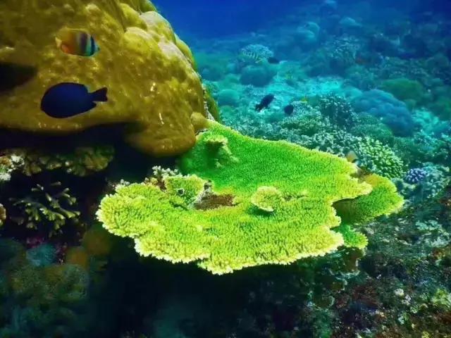 帕劳旅游攻略旅游视频,帕劳旅游攻略2018