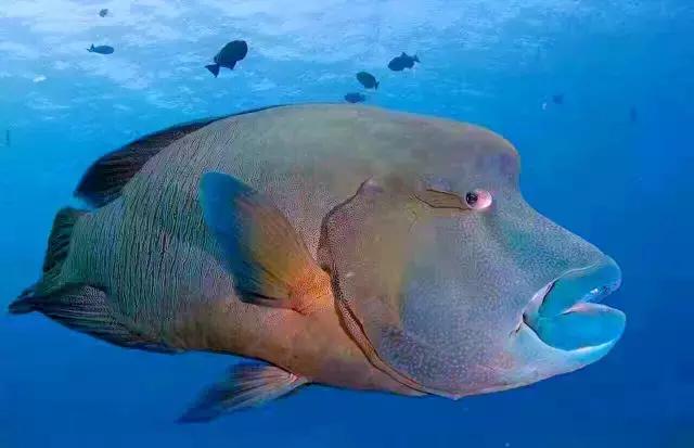 帕劳旅游攻略旅游视频,帕劳旅游攻略2018