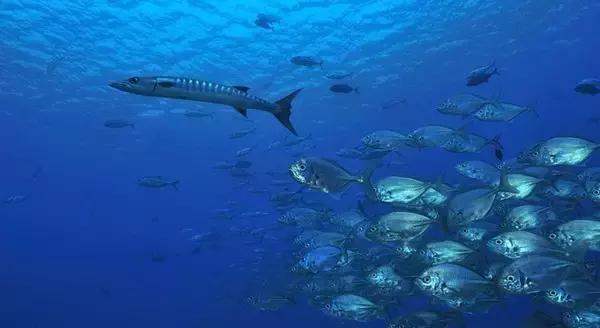 帕劳旅游攻略旅游视频,帕劳旅游攻略2018