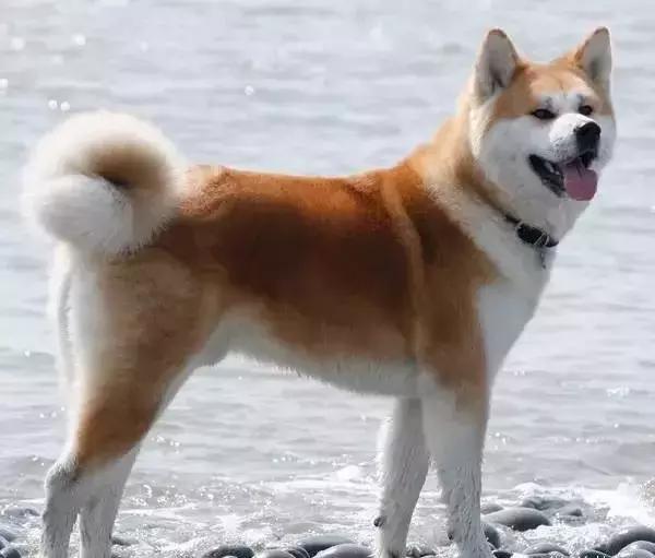 狗年了你知道狗的种类有哪些吗,忠诚的十种狗品种名字及图片