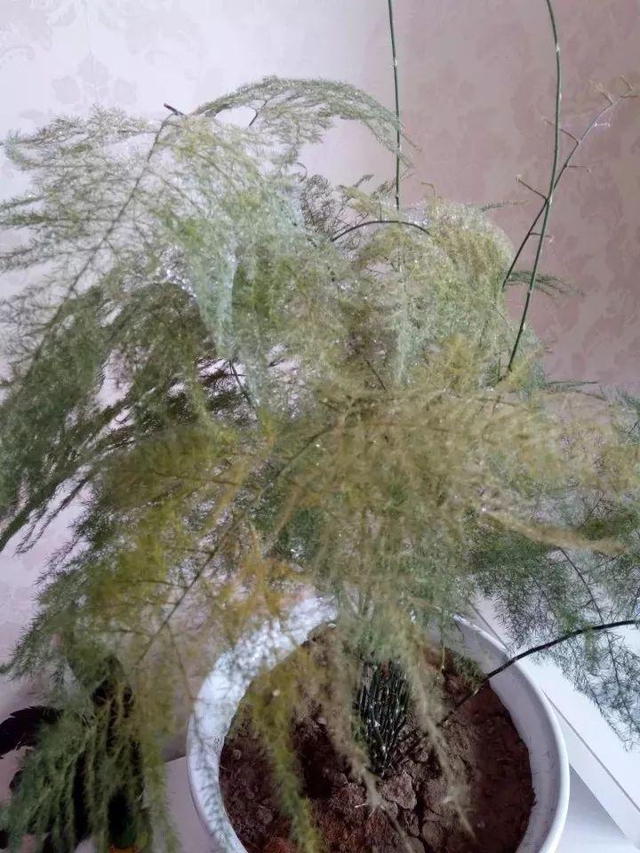 文竹叶片发黄，三个妙招轻松解决叶片发黄！