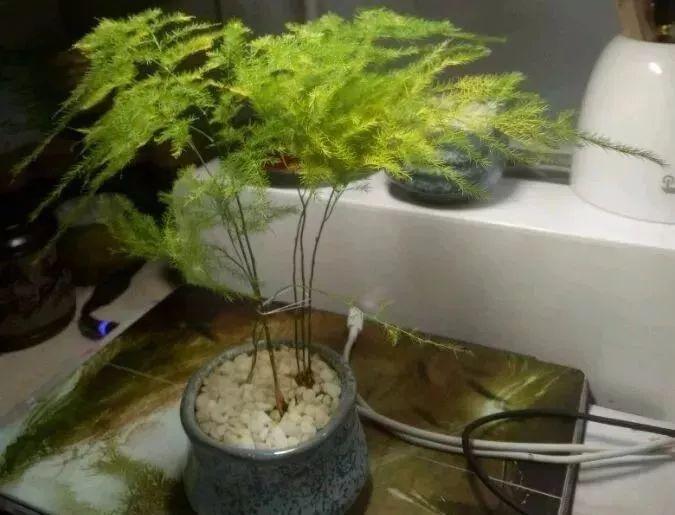 文竹叶片发黄，三个妙招轻松解决叶片发黄！