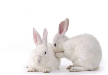 小白兔的故事在线听完整版,讲一下小白兔的故事