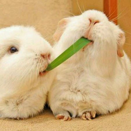 小白兔的故事在线听完整版,讲一下小白兔的故事