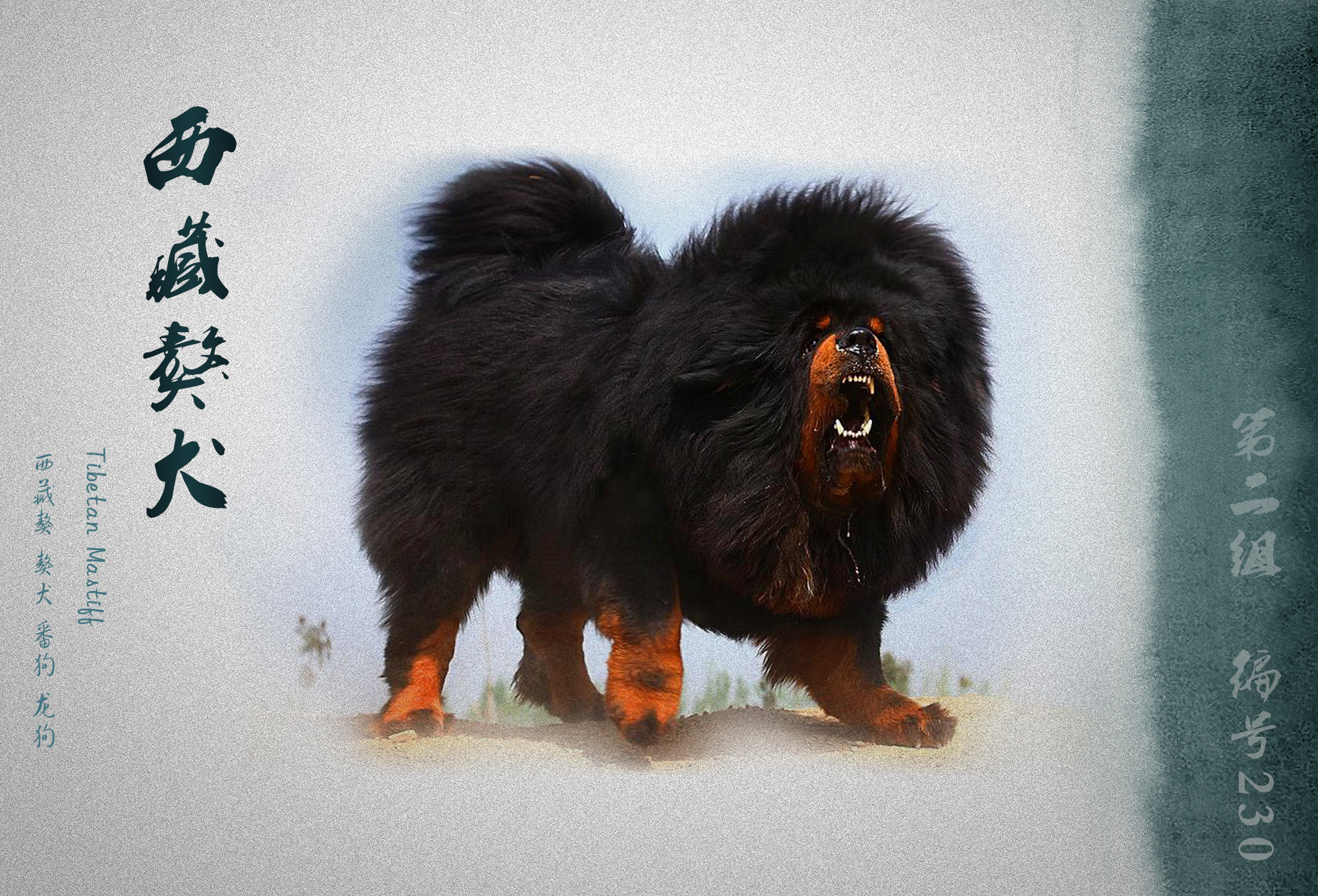 世界犬业联盟承认的犬种,fci犬类排名