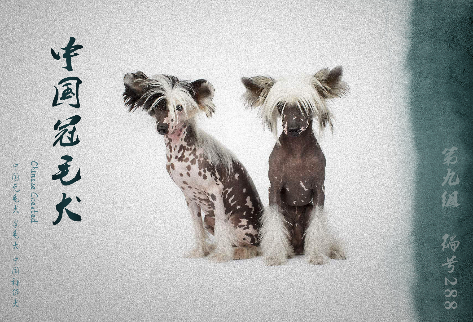 世界犬业联盟承认的犬种,fci犬类排名