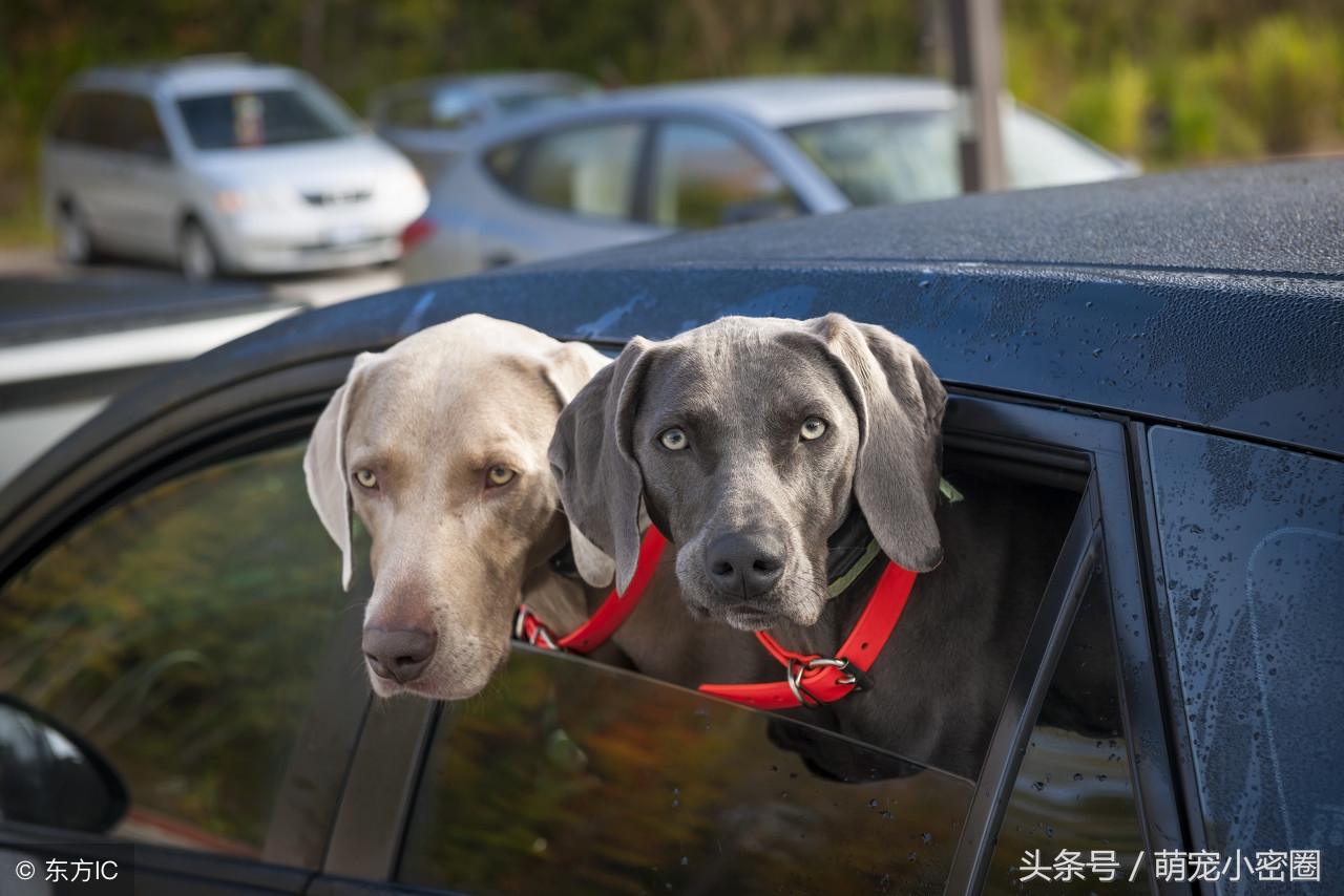 带狗狗去旅行要带什么食物,带狗狗旅行需要准备什么