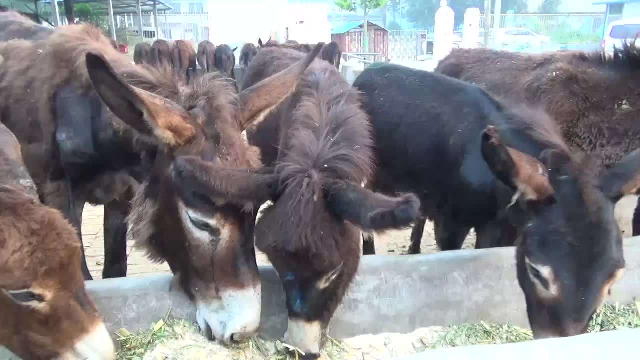 农村养驴怎么样才能赚钱呢,内蒙21年养驴的前景如何