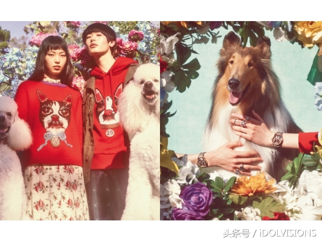 萌狗当家Gucci时髦迎新年
