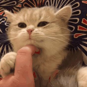 感受小猫咪的视角,第一视角体验小猫