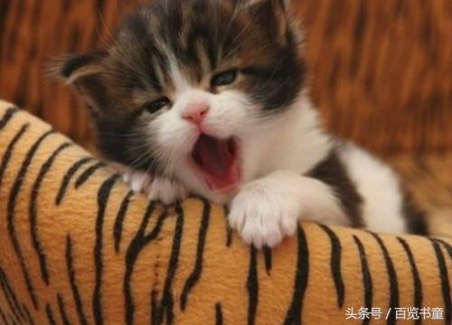 转魂传说,转星传说