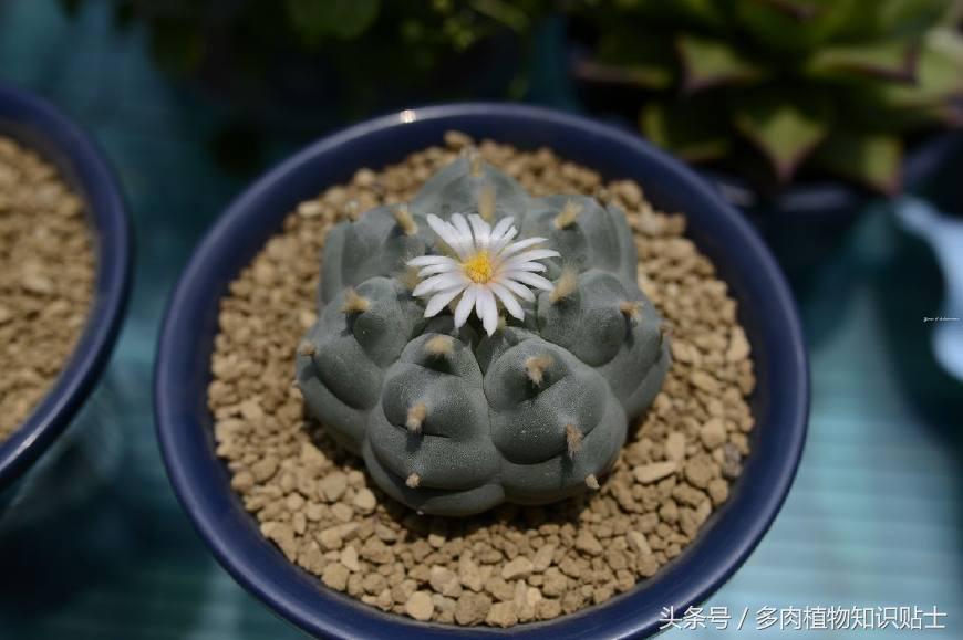 仙人球讲解视频,乌羽玉仙人球几度开始不要浇水