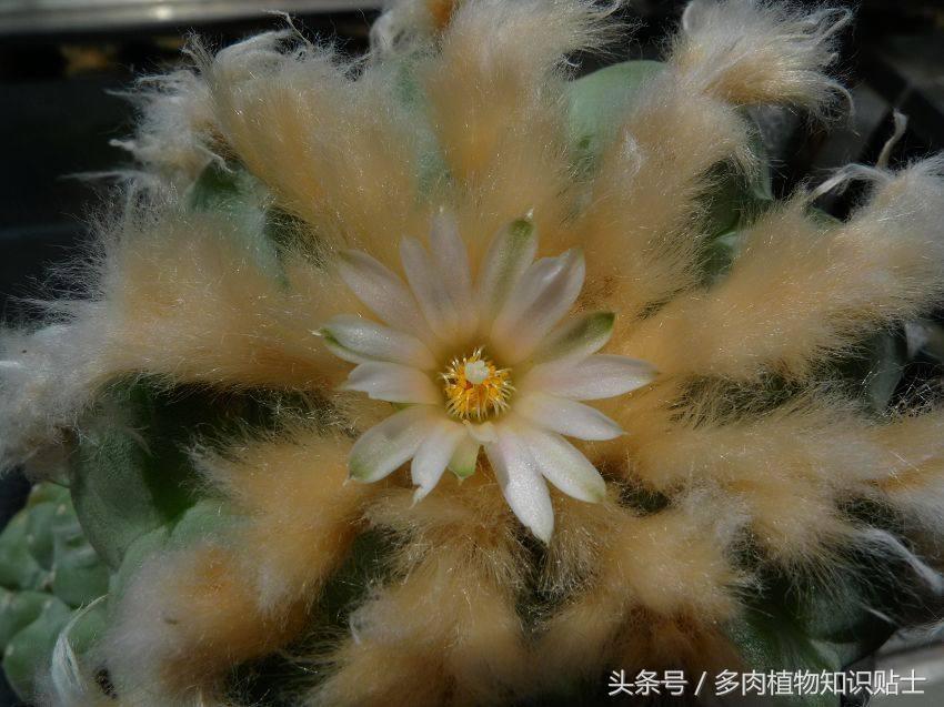 仙人球讲解视频,乌羽玉仙人球几度开始不要浇水