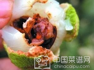 吃荔枝吃到虫咽下去了怎么办,吃了荔枝里的虫子怎么办