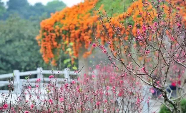 滚蛋吧，春困君！广东这些花花世界让你秒变龙马精神！