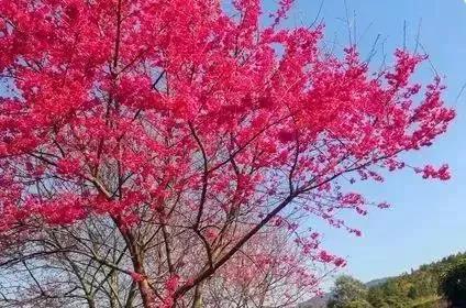 滚蛋吧，春困君！广东这些花花世界让你秒变龙马精神！