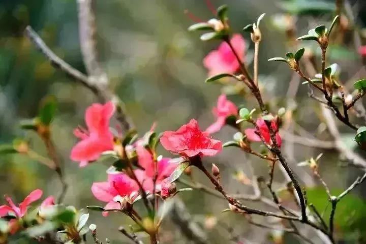 滚蛋吧，春困君！广东这些花花世界让你秒变龙马精神！