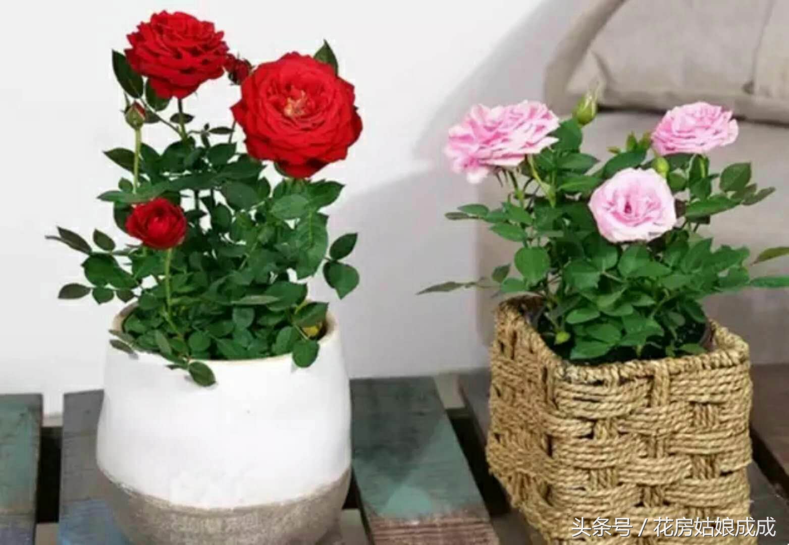 花期长不掉叶子好养的花,常年开花又好养的玫瑰花