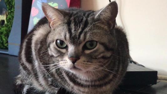 家里的宠物猫怎么处理,出远门家里猫多怎么办